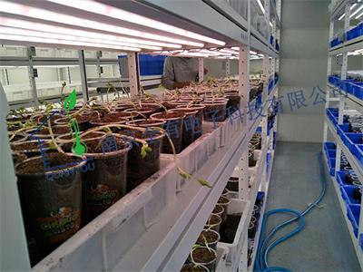 江苏省农业科学院经济作物研究所植物生长灯
